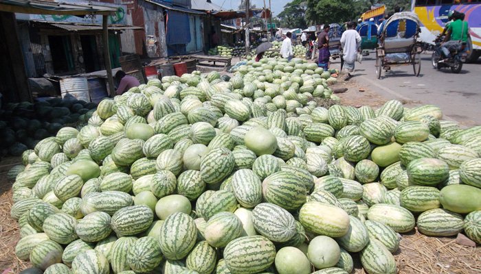 বরগুনায় ২৮০০ কোটি টাকার তরমুজ বিক্রি হয়েছে