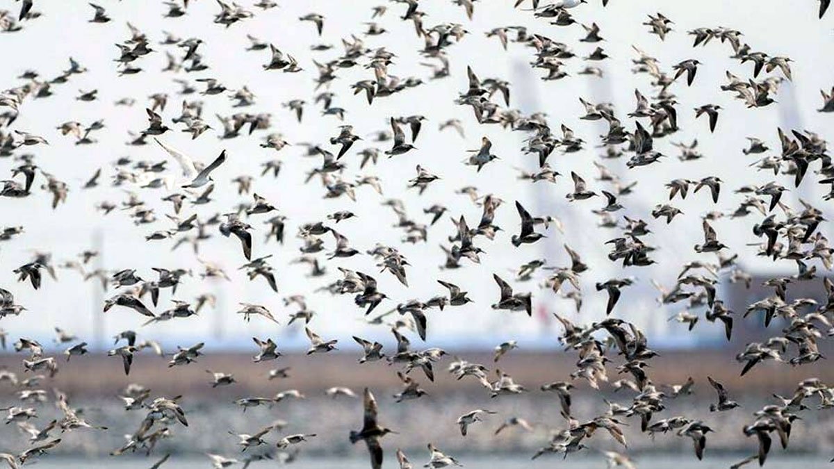 ঝাঁক বেঁধে আকাশে উড়ে বেড়াচ্ছে পাখিরা