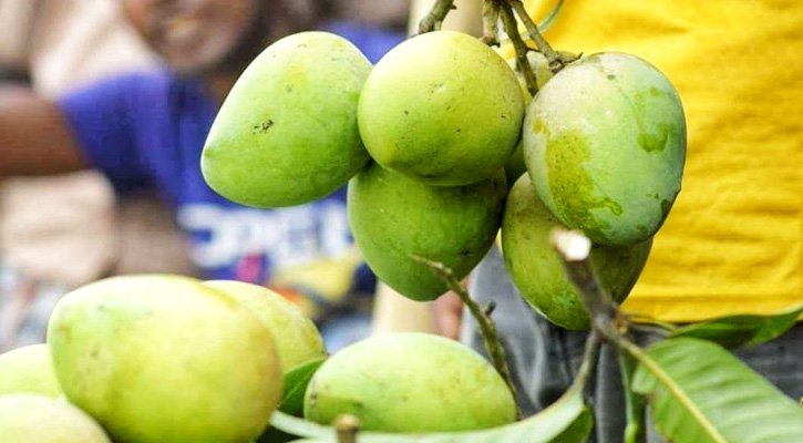 রংপুরের বিখ্যাত হাড়িভাঙ্গা আমের বাগান