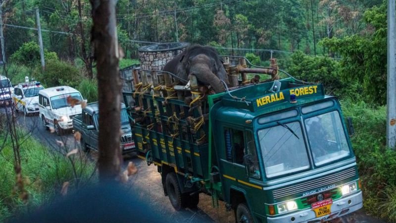 ভারতে একটি বন্য হাতিকে দুইবার আটক করা হয়