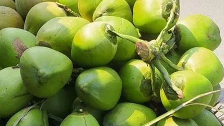 ডাব কেনাবেচায় রাখতে হবে পাকা রসিদ