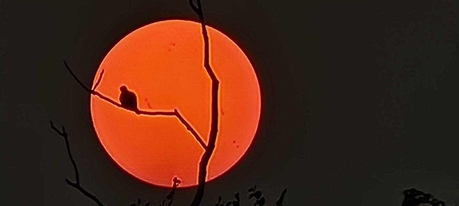 শিল্পকলার আয়োজনে আলোকচিত্র প্রতিযোগিতা