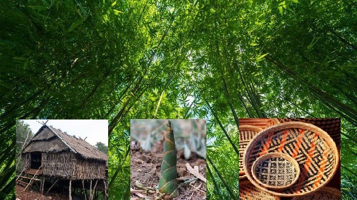 বাঁশ গাছকে বলা হয় প্রাকৃতিক এসি খাদ্য হিসেবেও অনন্য