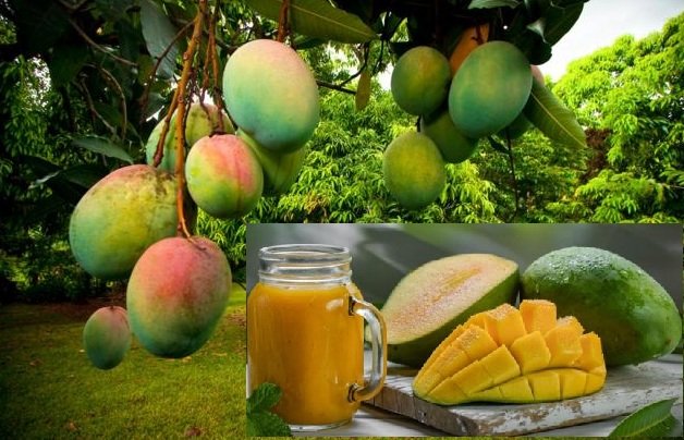 বিশেষ পুষ্টিগুণ সমৃদ্ধ আম ডায়াবেটিস রোগীরাও খেতে পারে