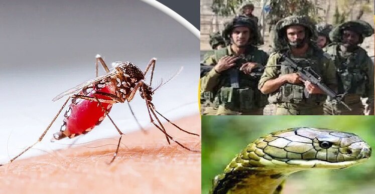 বিশ্বের সবথেকে বিপজ্জনক প্রাণী মশা আর সাপের স্থান তৃতীয়