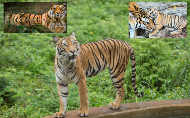 সুন্দরবনে বর্তমানে বাঘের সংখ্যা কত তা জানা যাবে আগস্টে